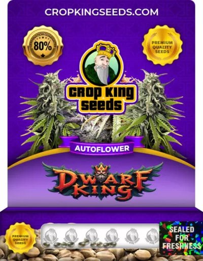 Dwarf King Autoflower