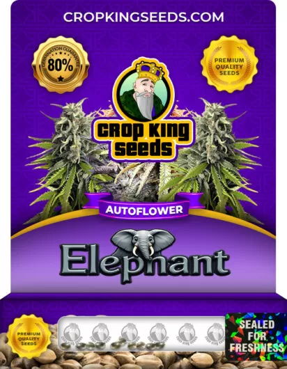 elephant-autoflower-image