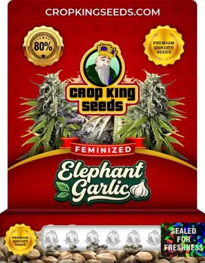 Elephant Garlic