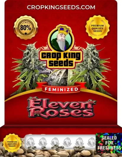 eleven-roses-image