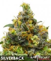 Silverback