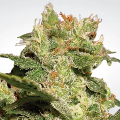 Auto Jack