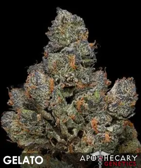 Gelato