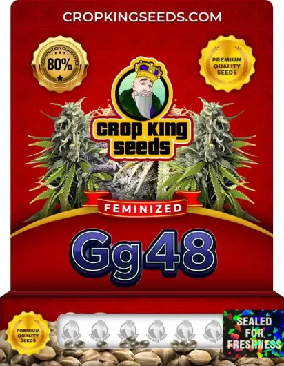 gg-48-image