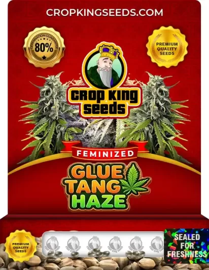 glue-tang-haze-image