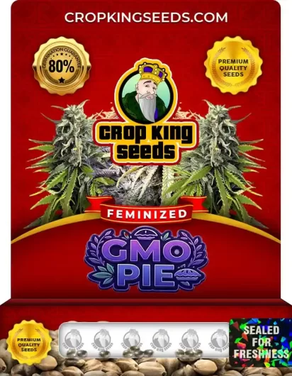 gmo-pie-feminized-image