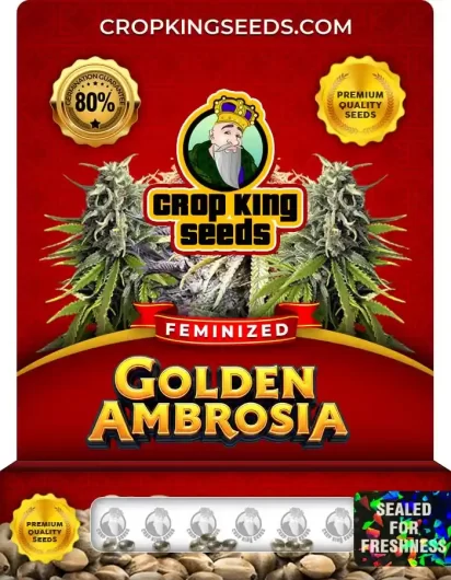 golden-ambrosia-image