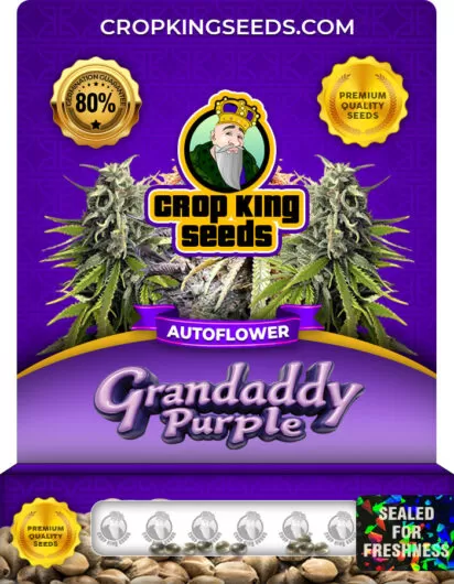 grandaddy-purple-autoflower-image