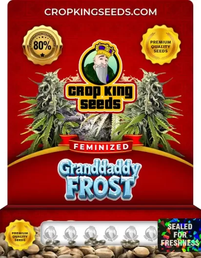granddaddy-frost-image