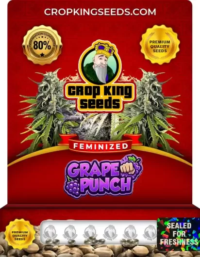 grape-punch-image