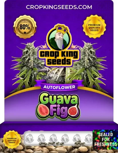 guava-fig-autoflower-image