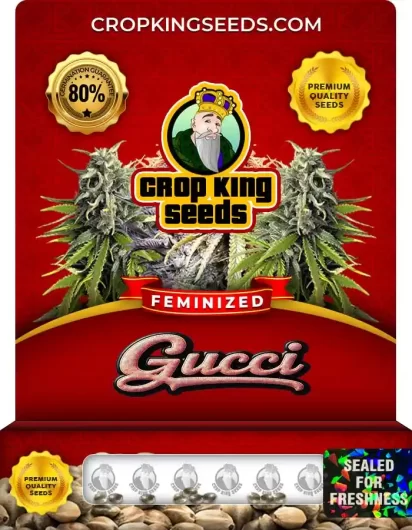 gucci-image