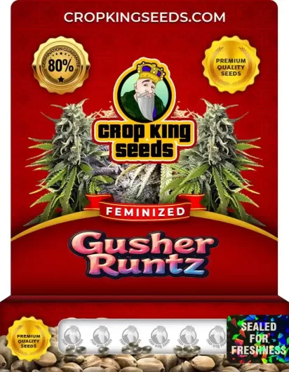 gusher-runtz-feminized-image