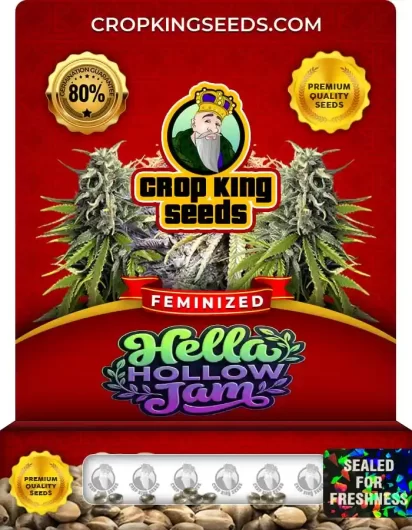 hella-hollow-jam-image