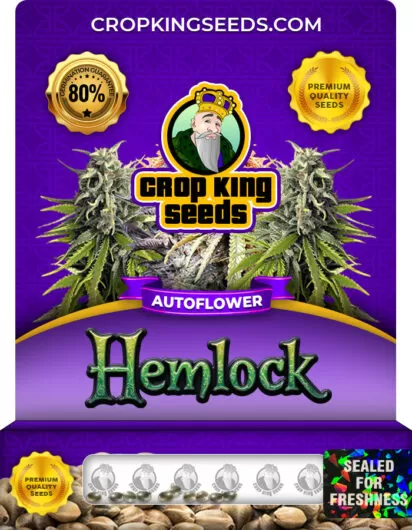 hemlock-autoflower-image