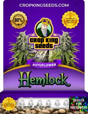 Hemlock Autoflower