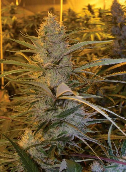 cannalope-haze-image