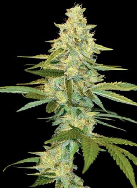 cannalope-kush-image