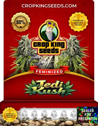jedi-kush-feminized-image