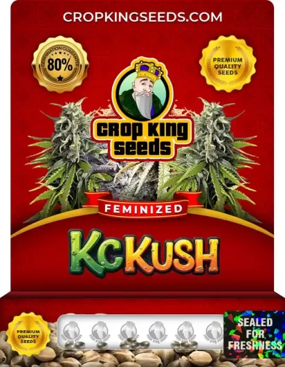 kc-kush-image
