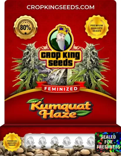 kumquat-haze-image