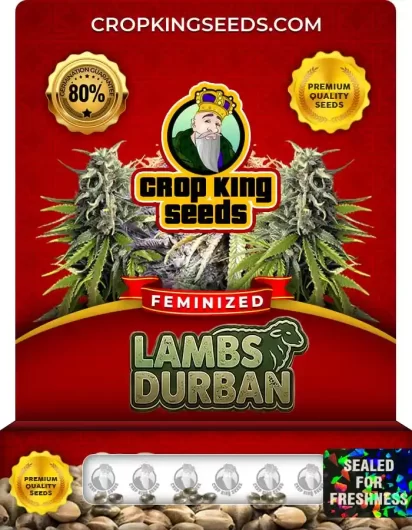 lambs-durban-image