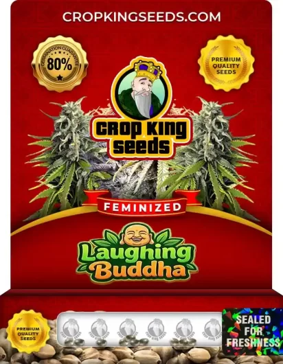 laughing-buddha-image