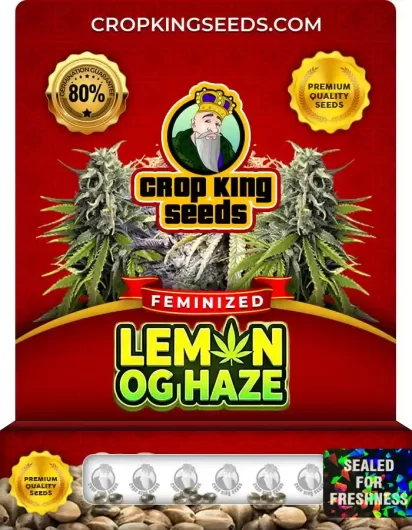 lemon-og-haze-image
