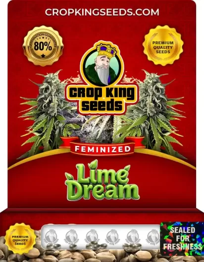lime-dream-image