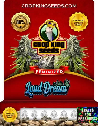 loud-dream-image