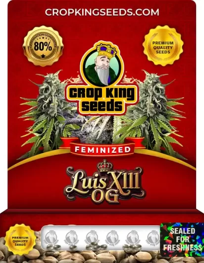 luis-xiii-og-image