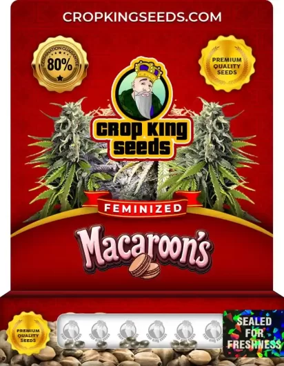 macaroons-image