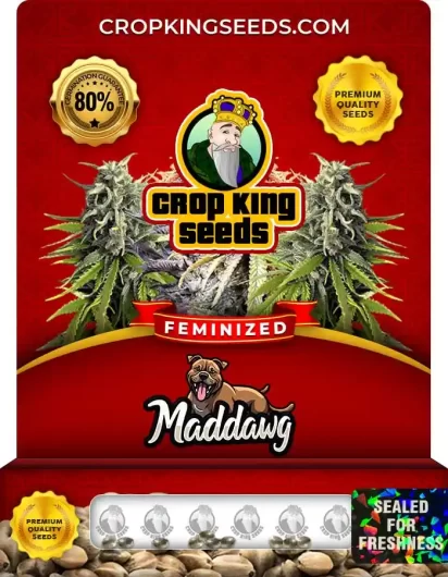 maddawg-image