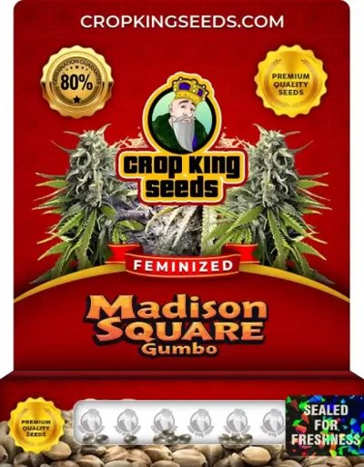 Madison Square Gumbo