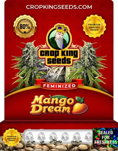 mango-dream-image