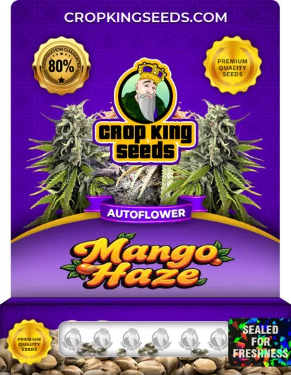 mango-haze-autoflower-image