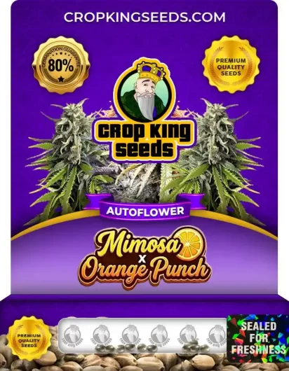 mimosa-x-orange-punch-autoflower-image