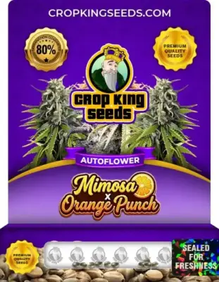 Mimosa x Orange Punch Autoflower