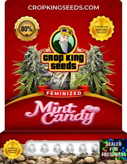 mint-candy-image