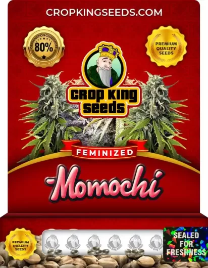 momochi-image