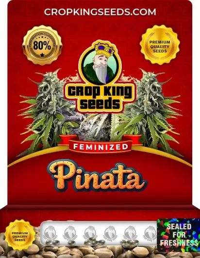 piñata-image