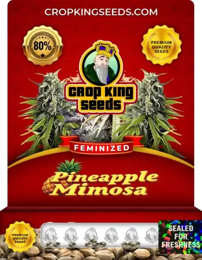 pineapple-mimosa-image