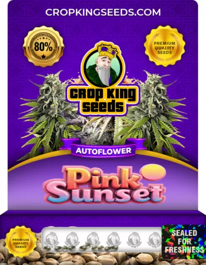 pink-sunset-autoflower-image