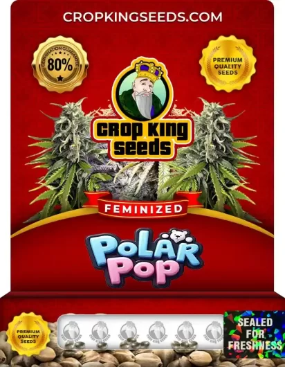 polar-pop-image
