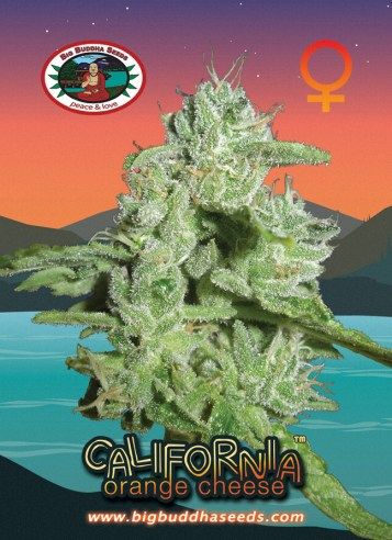 california-orange-cheese-image