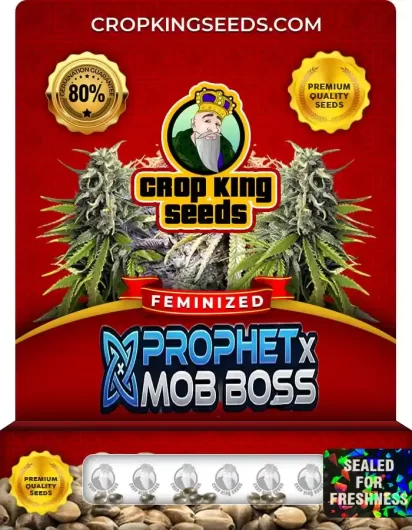 prophet-x-mob-boss-image