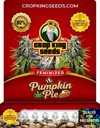 pumpkin-pie-image