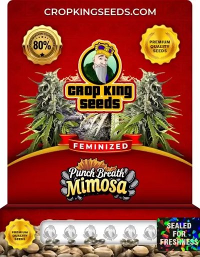 Punch Breath Mimosa