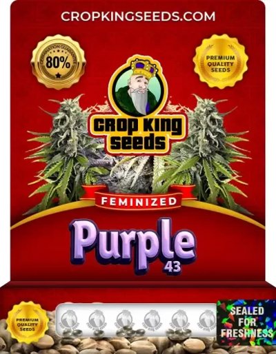 Purple 43
