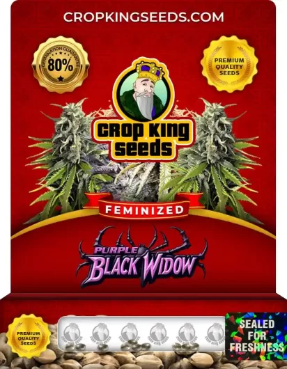 purple-black-widow-image